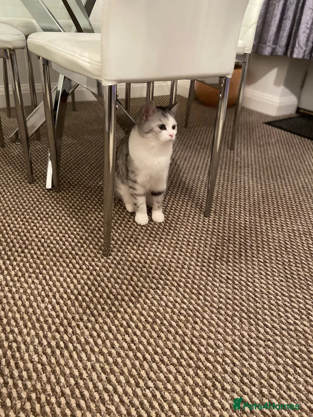 Mixed Breed cats for sale: Persian Chinchilla x British Shorthair – Milo  - Advert 2