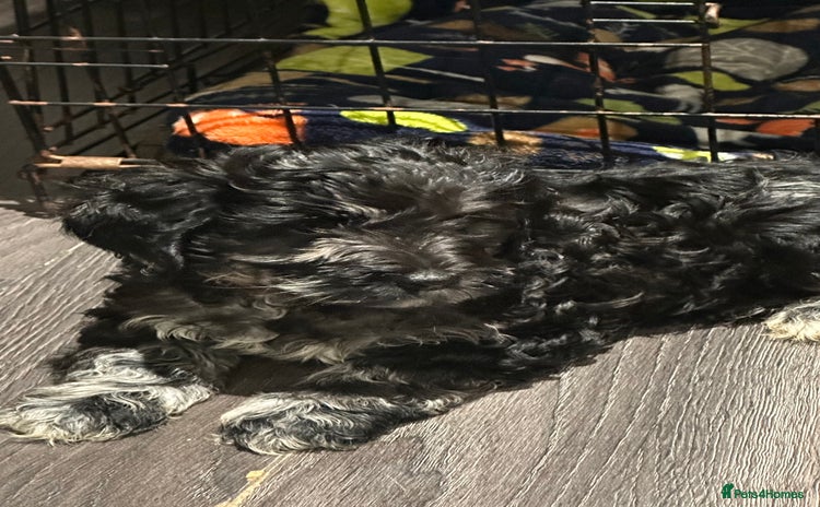 Mixed Breed dogs Gorgeous cockapoos  - Advert 4