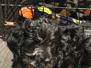 Mixed Breed dogs Gorgeous cockapoos - Advert 16