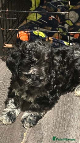 Mixed Breed dogs Gorgeous cockapoos - Advert 4