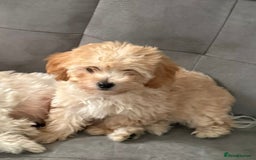 Maltipoo dogs for sale: Maltipoo  - Image 3