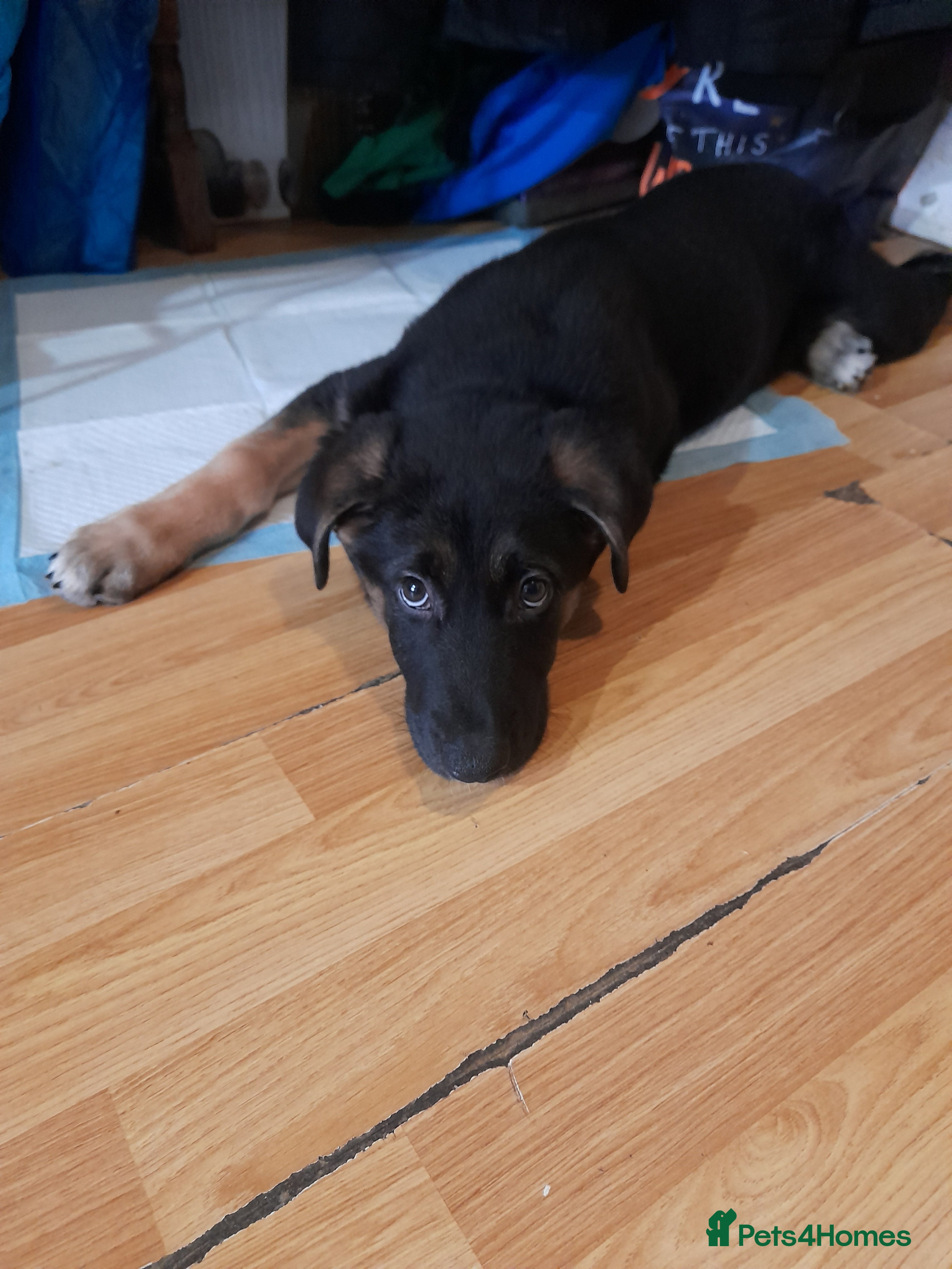 Mixed Breed dogs 10 week old German shepherd cross pup  - Advert 1