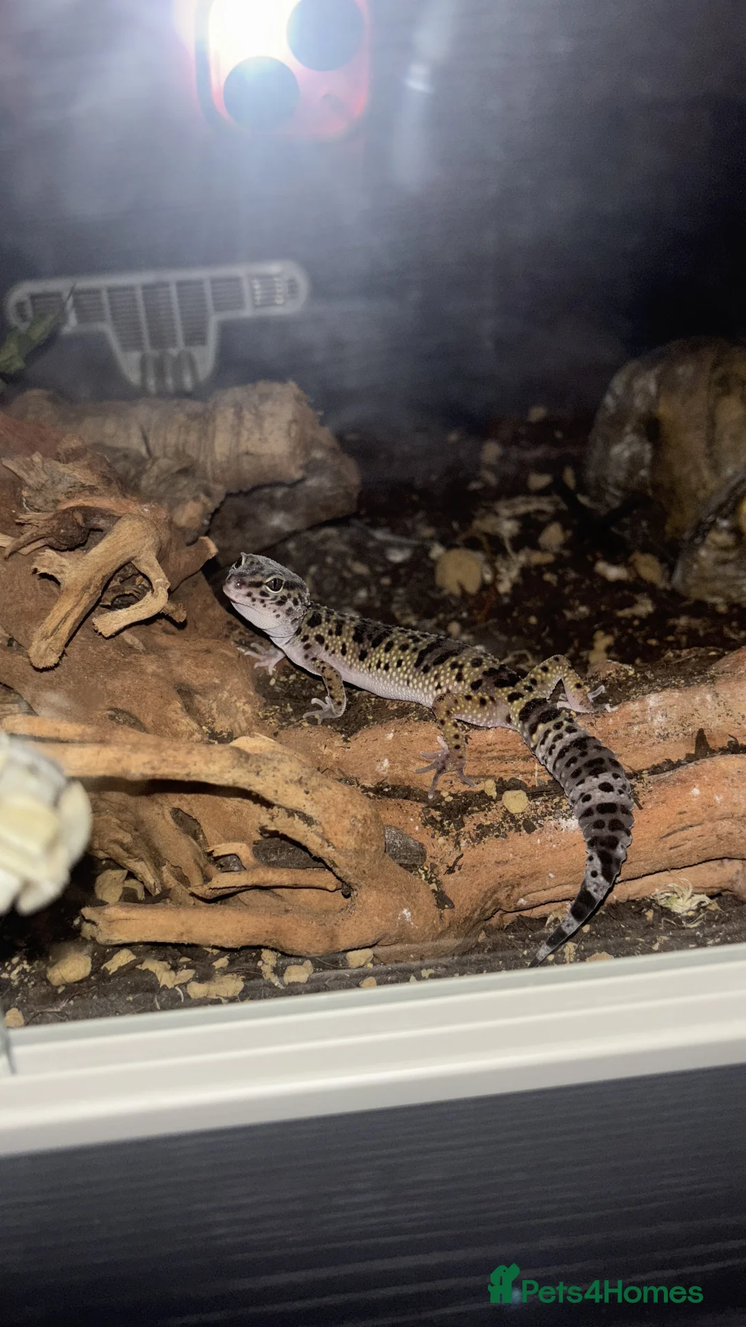 Leopard Gecko reptiles for sale: Male leopard gecko  - Advert 5