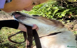 Mixed Breed dogs for adoption: Freud - Norwich Norfolk  - Advert 11