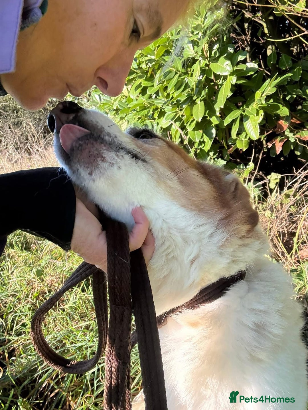 Mixed Breed dogs for adoption: Freud - Norwich Norfolk  - Advert 11