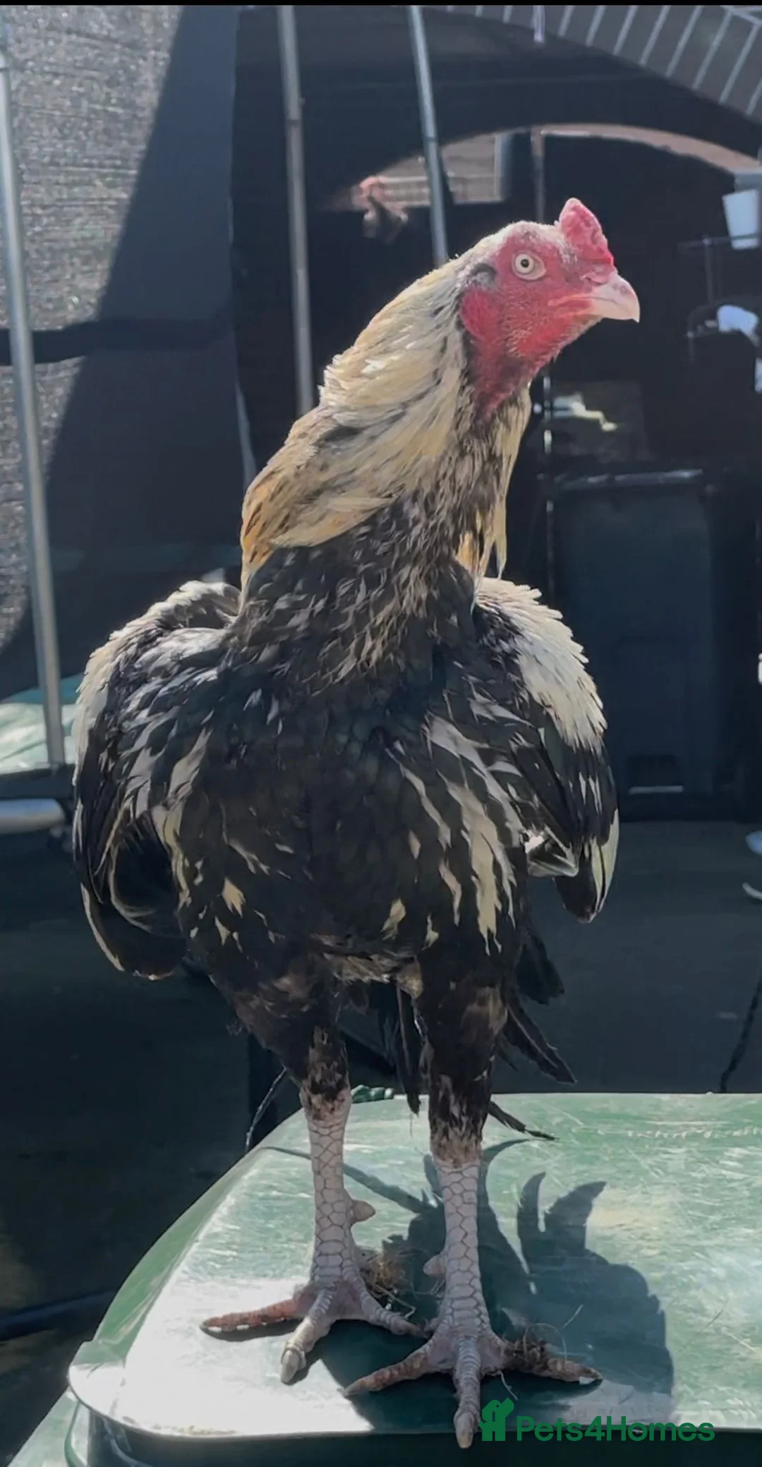 Chickens poultry for sale: 2 PURE PAKISTANI ASEEL MALES - Advert 2