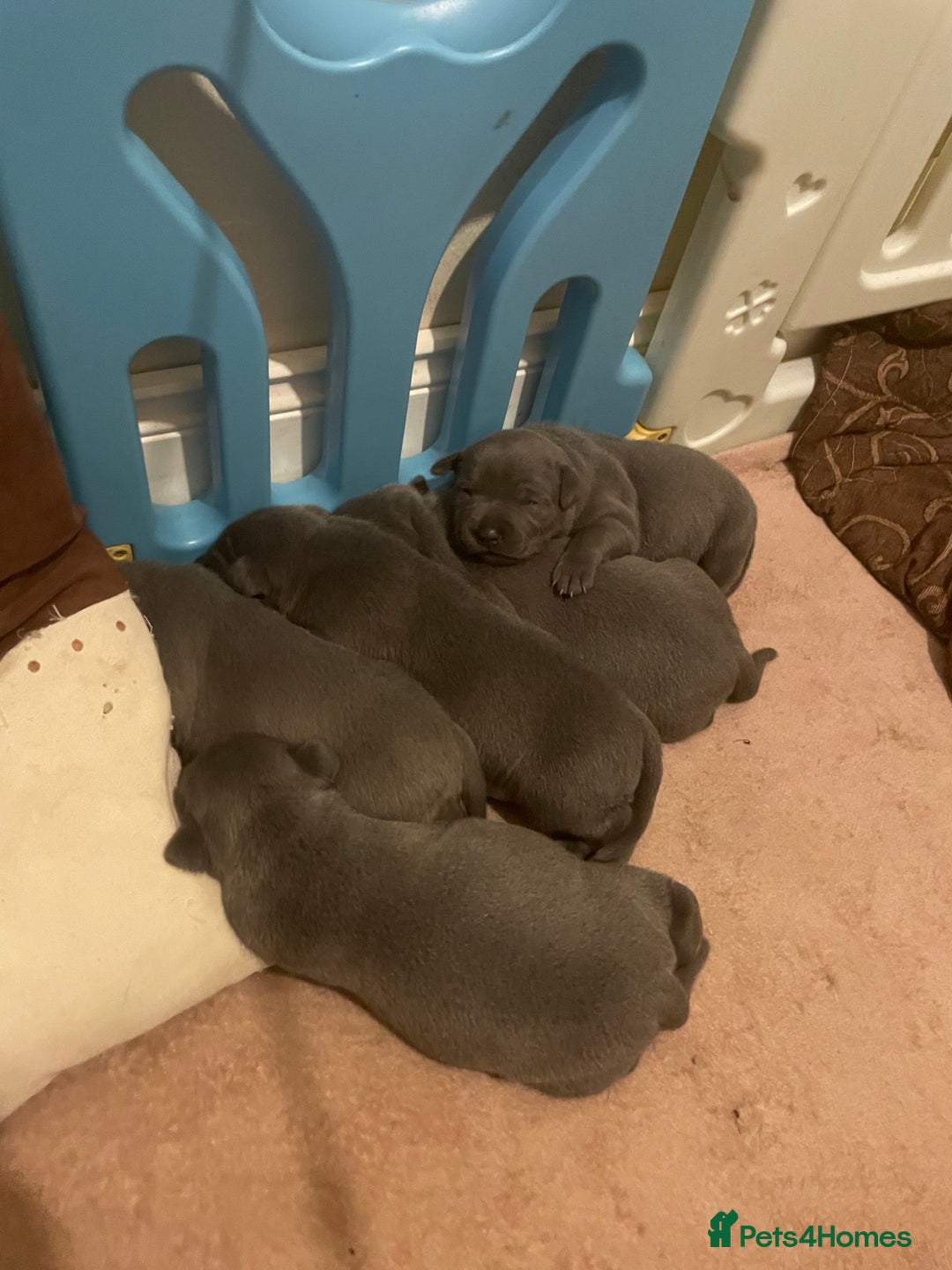 Staffordshire Bull Terrier dogs for sale: Blue Staffordshire bull terrier puppies  - Advert 6
