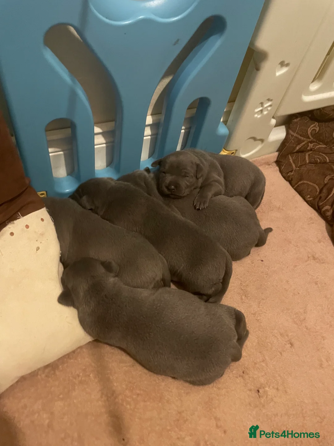 Staffordshire Bull Terrier dogs for sale: Blue Staffordshire bull terrier puppies  - Advert 6