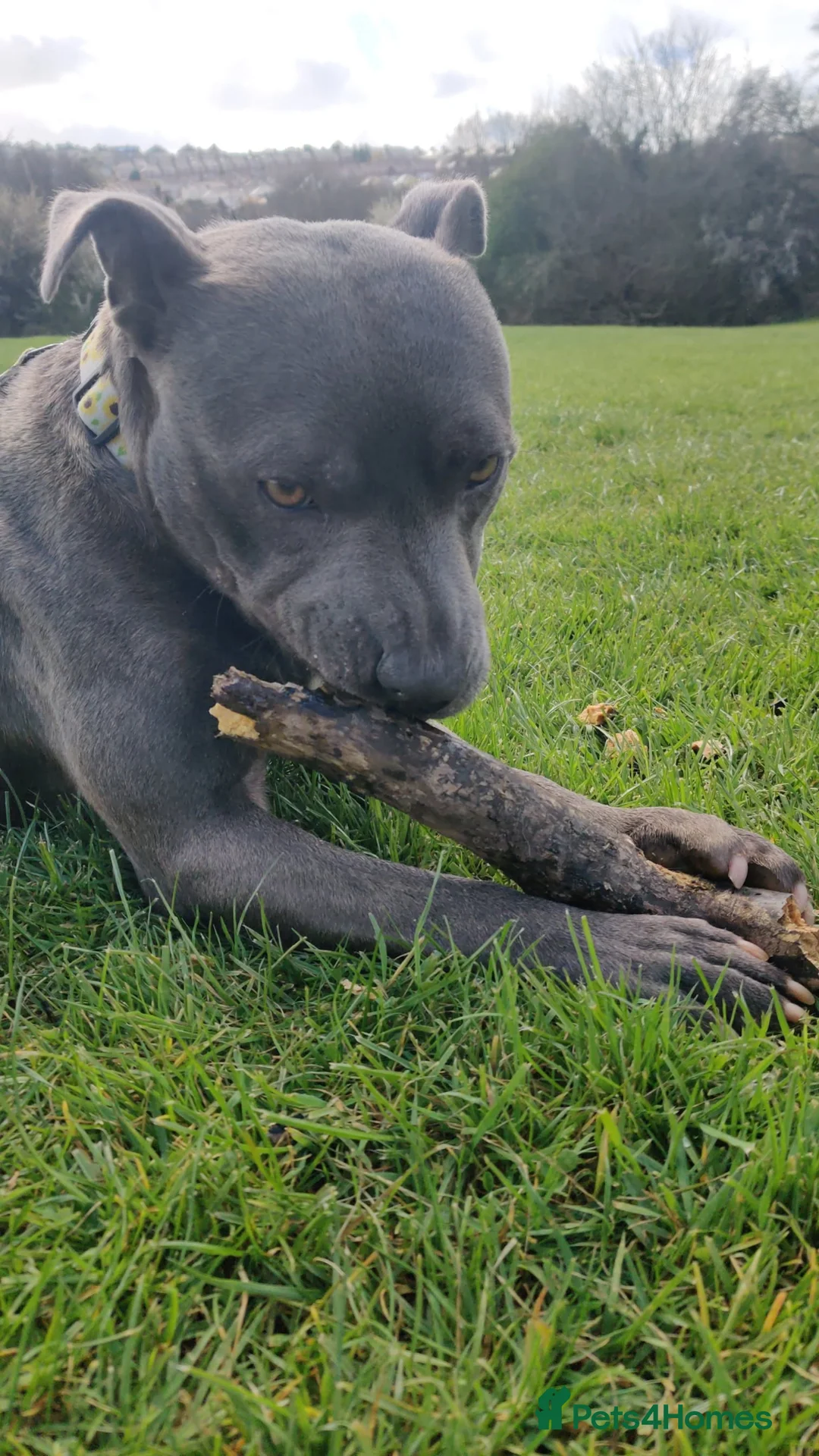 Staffordshire Bull Terrier dogs for sale: Blue Staffordshire bull terrier puppies - Advert 11