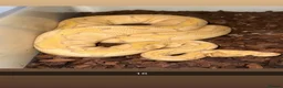 Python Snake reptiles for sale: Royal pythons  - Advert 15
