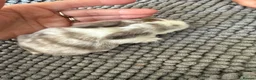 Mini Lop rabbits for sale: Please Meet Our Gorgeous Trio of Mini Lops - Advert 8