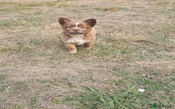 Mixed Breed dogs for sale: Chocolate frenchie X Chow carrying pink  - Image 25