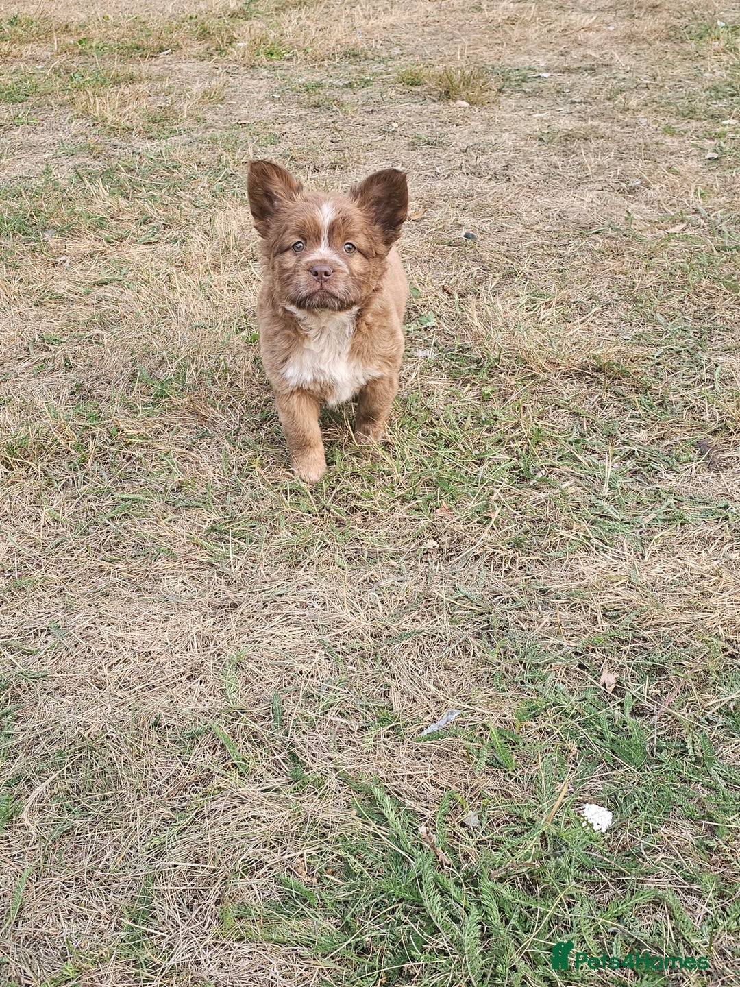 Mixed Breed dogs for sale: Chocolate frenchie X Chow carrying pink  - Image 25