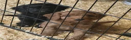 Cockapoo dogs for sale: ADORABLE COCKAPOOS  - Advert 1