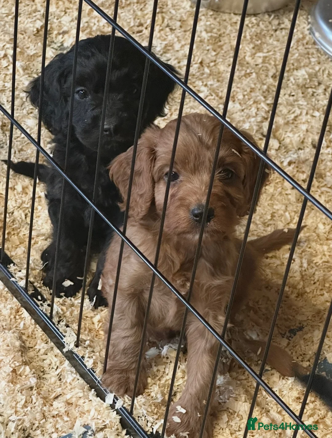 Cockapoo dogs for sale: ADORABLE COCKAPOOS  - Advert 1