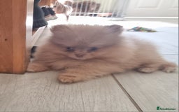 Pomeranian dogs for sale: Kc registered teddy bear pomeranians - Image 16