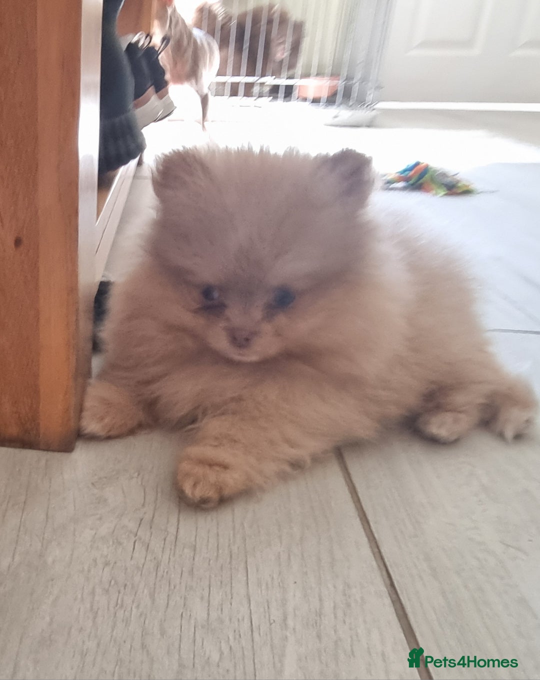 Pomeranian dogs for sale: Kc registered teddy bear pomeranians - Image 16