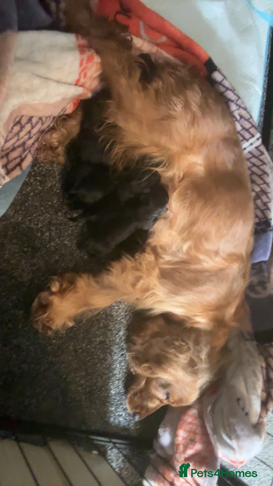 Cocker Spaniel dogs for sale: Cocker spaniel - Advert 2