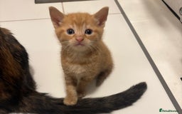 Mixed Breed cats for sale: playful kittens ready for a new home  - Image 1