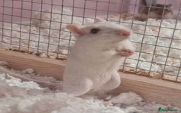 Gerbil rodents for sale: Nibbles & Boo – Two Homes, Double the Love - Image 2