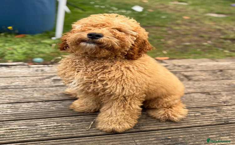 Cockapoo dogs - Advert 16
