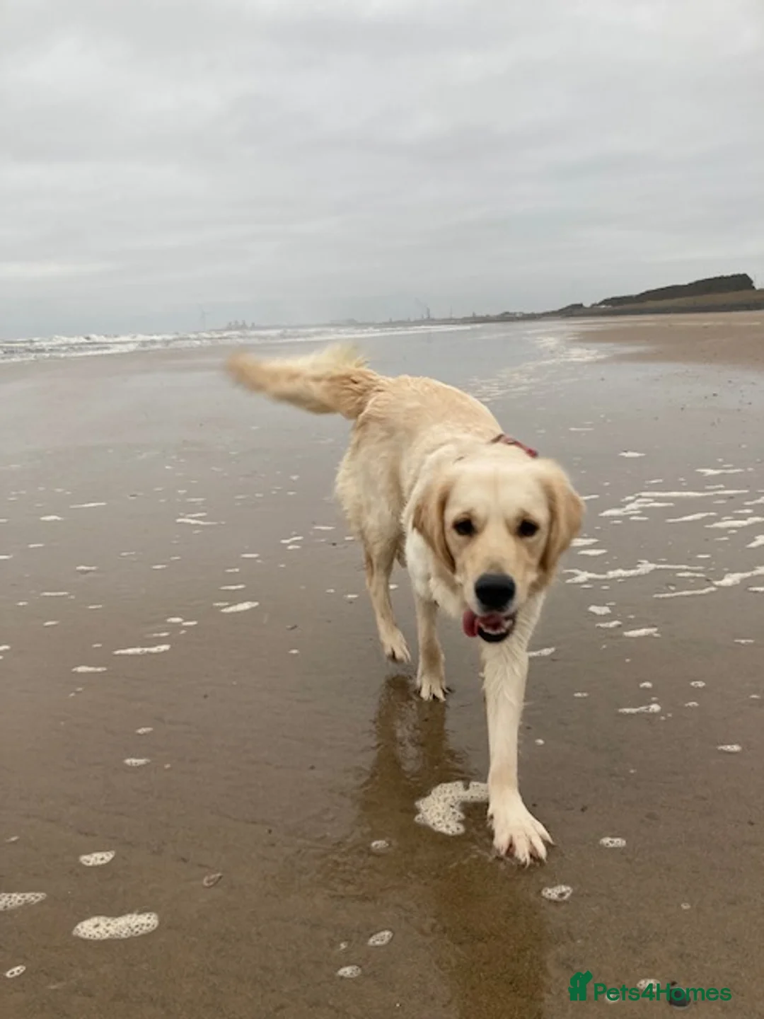 Golden Retriever dogs for sale: Millie - Advert 3