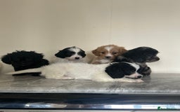 Cavapoo dogs for sale: Adorable Cavapoo puppies - Image 4