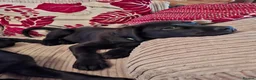 Labrador Retriever dogs for sale: Beautiful Black Labrador Pups - Advert 6