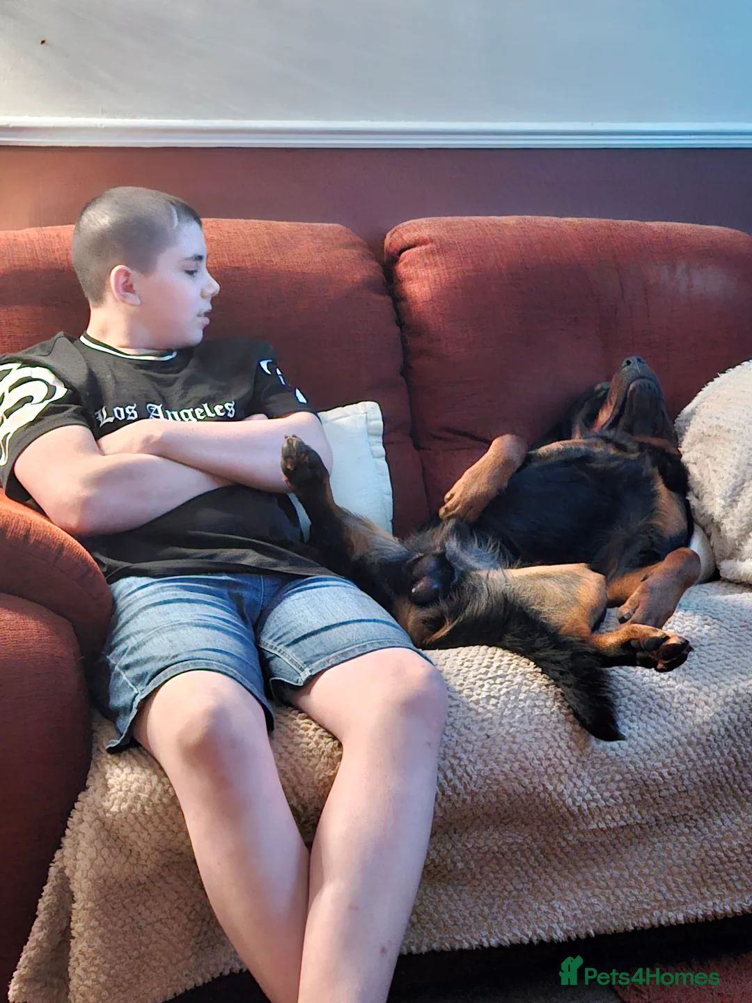 Rottweiler dogs for stud: Rottweiler stud halifax proven  in Halifax - Advert 3