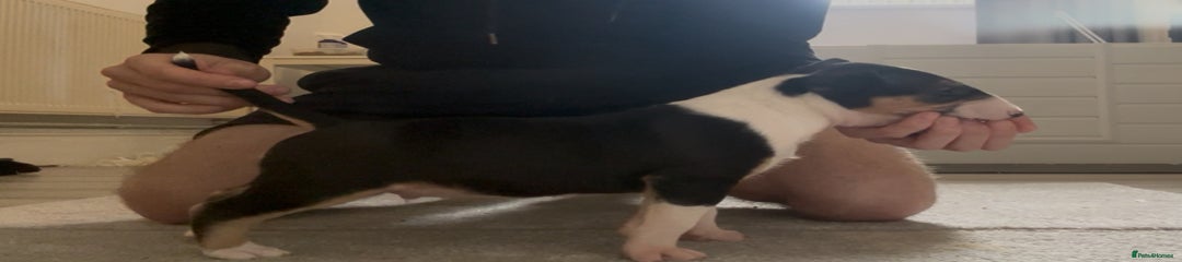English Bull Terrier Puppy 2