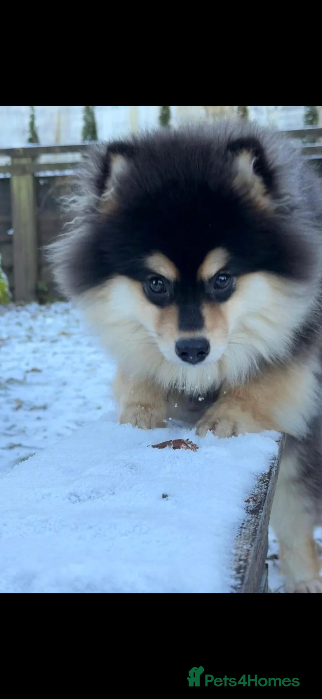 Pomsky dogs for sale: Batman F3 Pomsky boy  - Advert 5