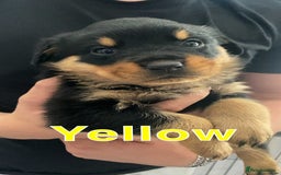 Rottweiler dogs for sale: Big Chunky litter of 7 Rottweilers  - Image 11