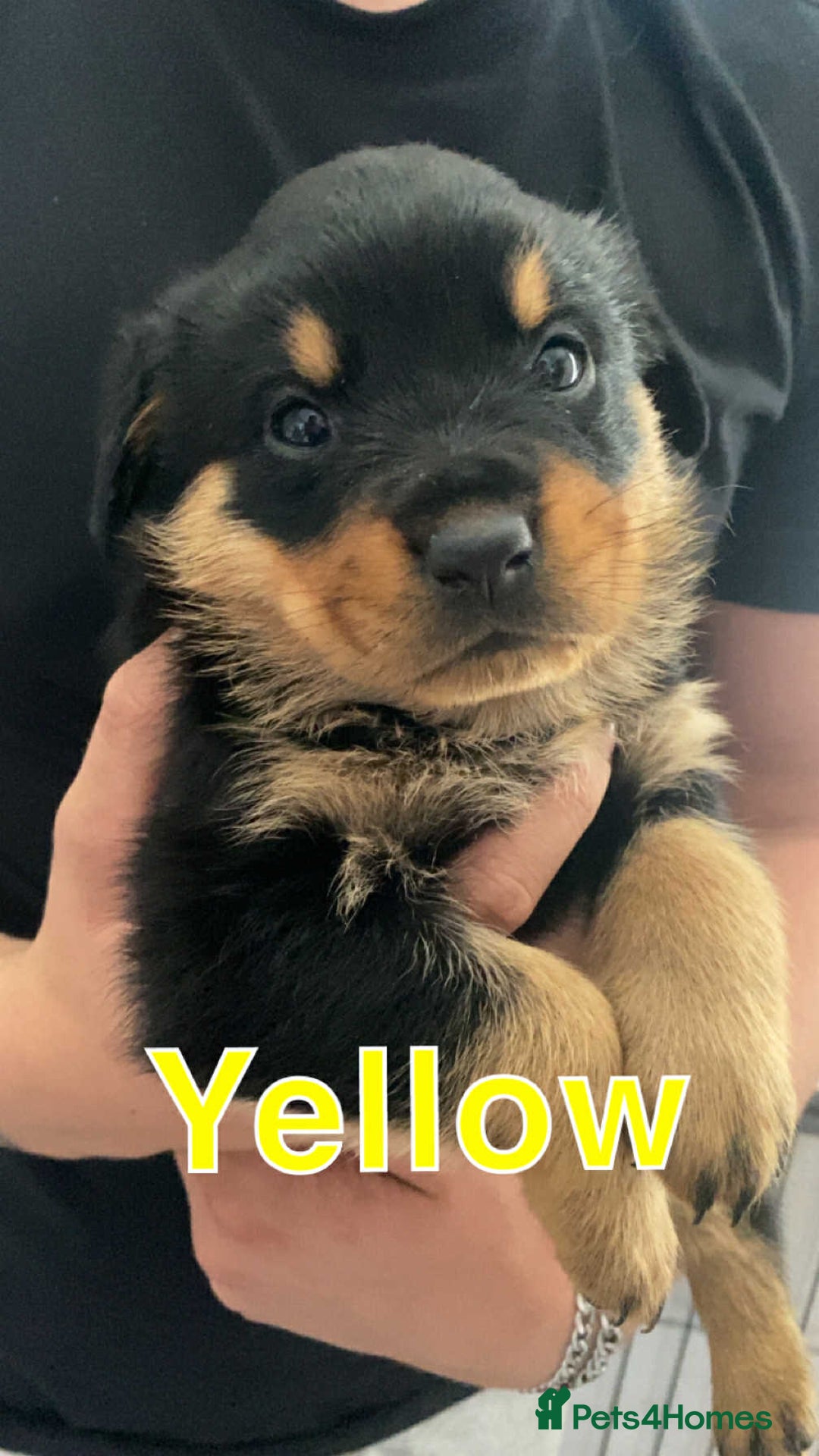 Rottweiler dogs for sale: Big Chunky litter of 7 Rottweilers  - Image 11