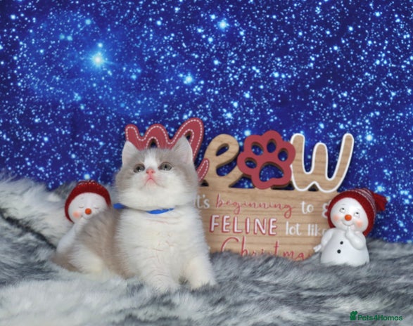 British Shorthair cats Tica registered British Shorthair kittens - Advert 1