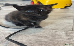 British Longhair cats for sale: 2  black and ginger girls  - Image 3