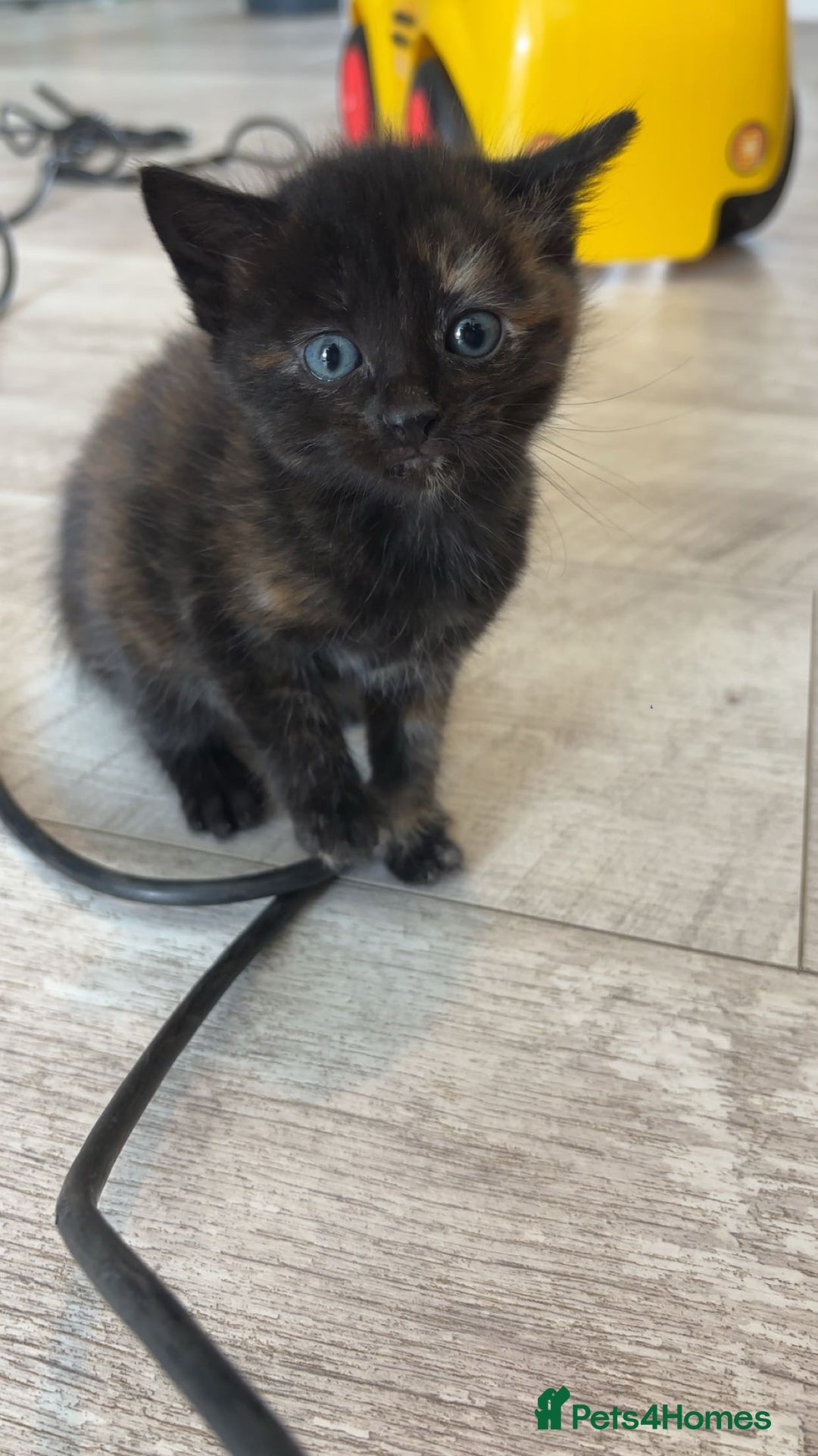 British Longhair cats for sale: 2  black and ginger girls  - Image 3