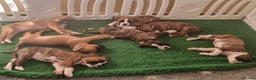 Boxer dogs for sale:   Outstanding  KC Boxer puppies - Advert 6