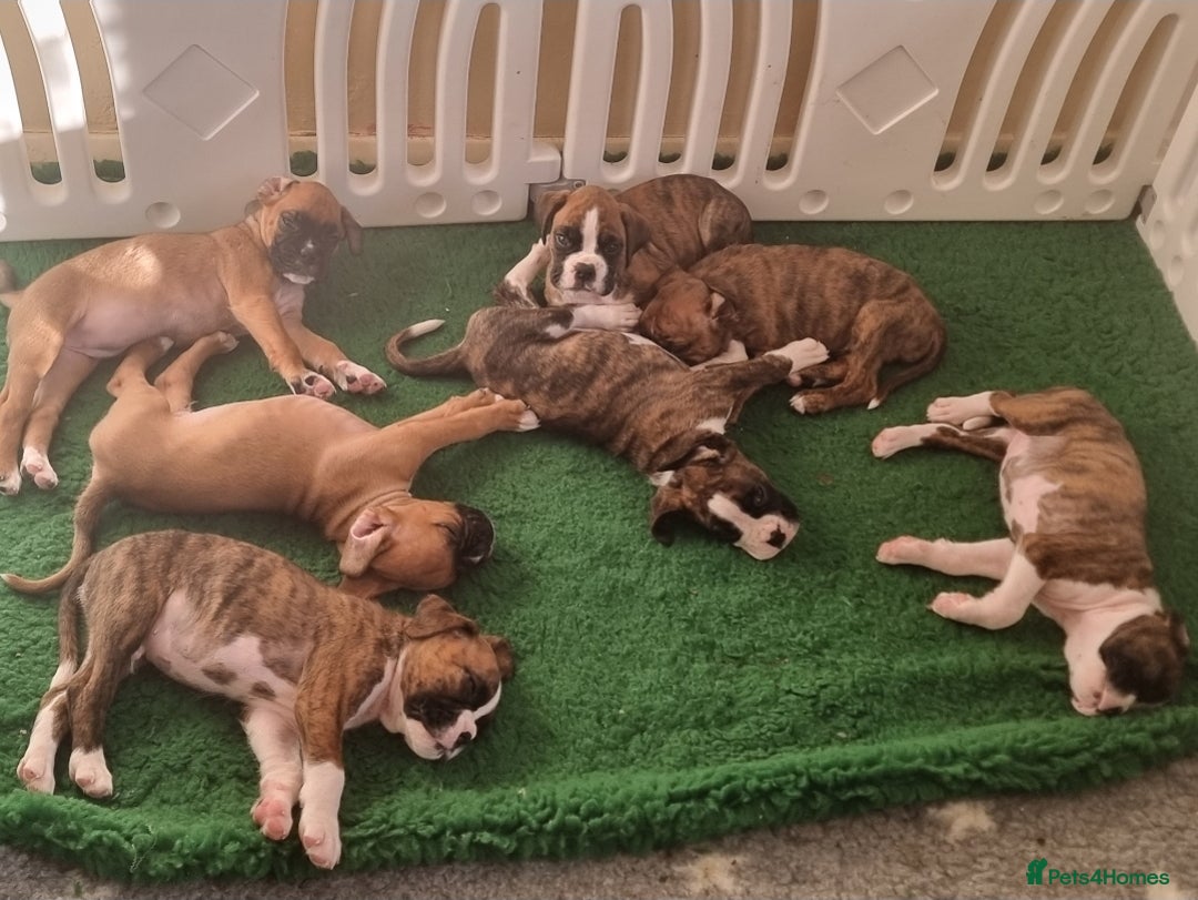 Boxer dogs for sale:   Outstanding  KC Boxer puppies - Advert 6