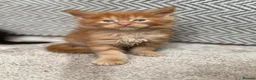 Maine Coon cats for sale: Beautiful Baby Maine Coon Kittens - Advert 23