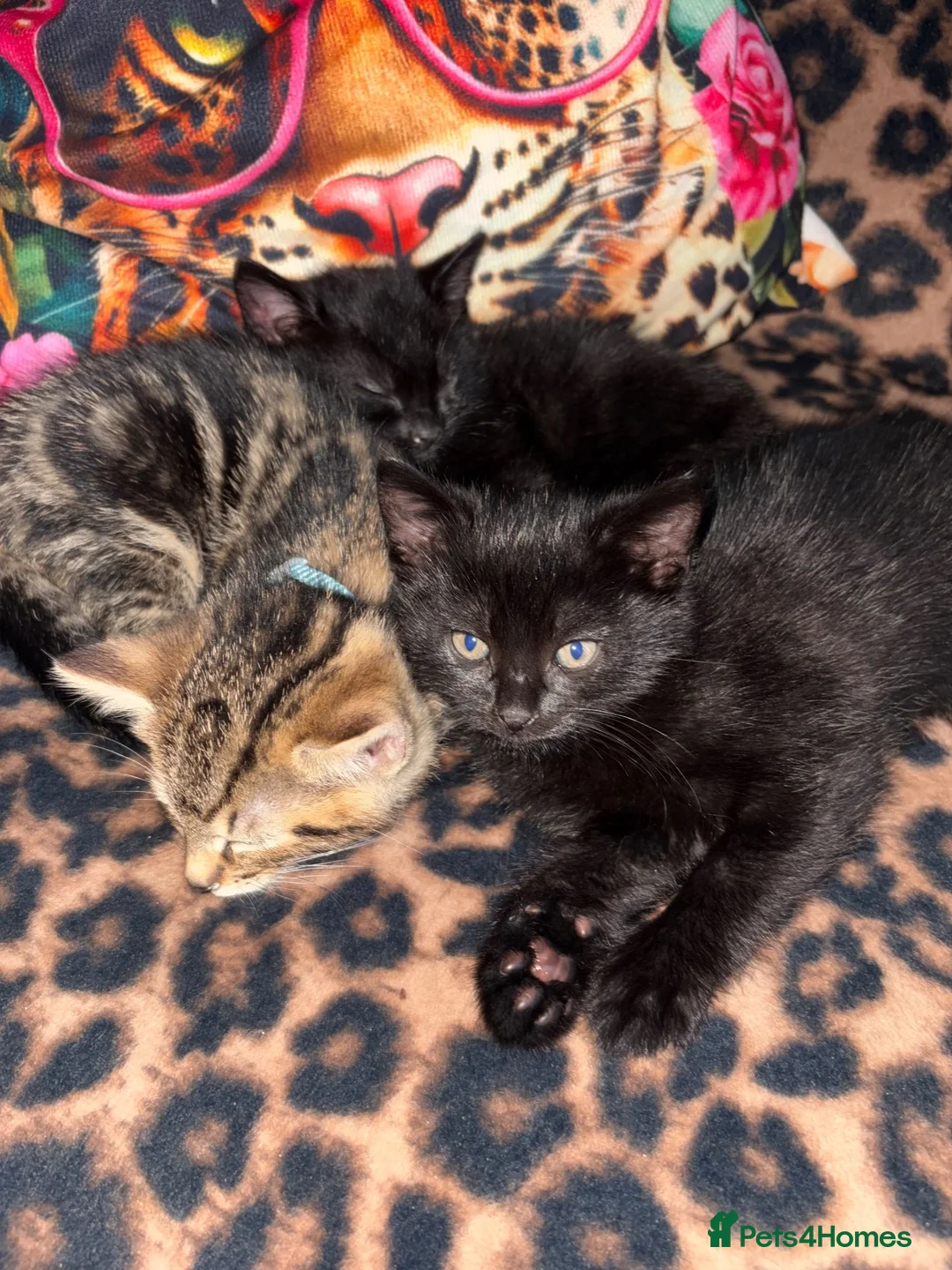 Mixed Breed cats for sale: Two black boys  in Warrington - Advert 2