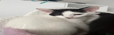 Domestic Shorthair 1