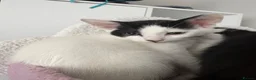 Domestic Shorthair cats for sale: Mabel and her mini son - ready now - Advert 2