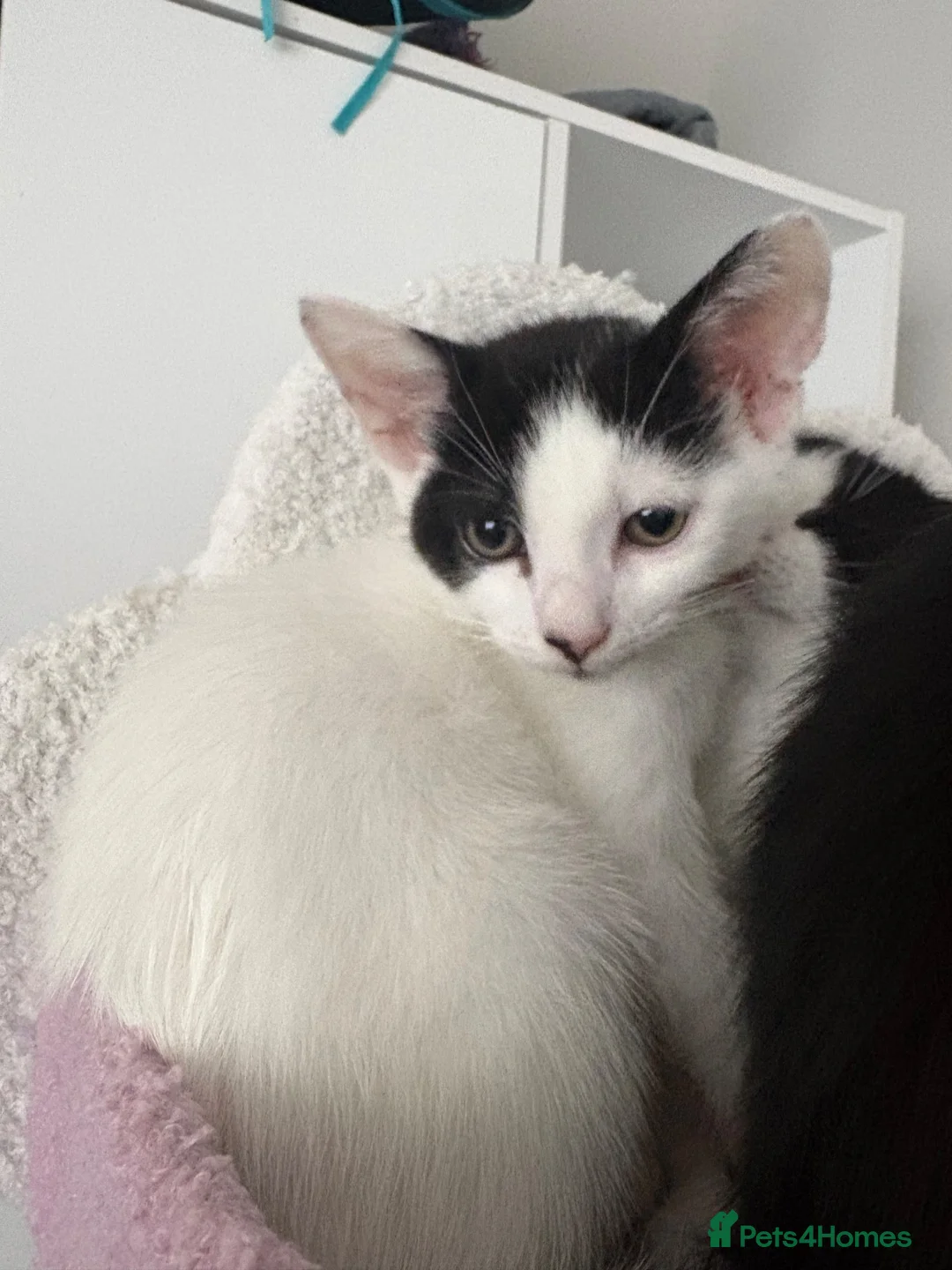 Domestic Shorthair cats for sale: Mabel and her mini son - ready now - Advert 2