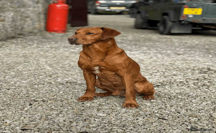 Labrador Retriever dogs in Hawes - Advert 12