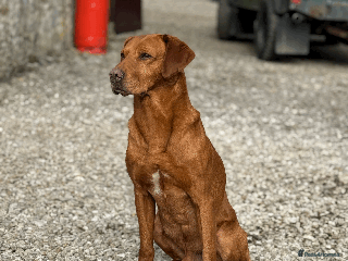 Labrador Retriever dogs in Hawes - Advert 19
