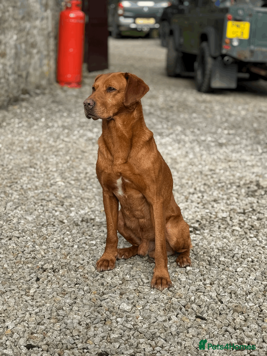 Labrador Retriever dogs for stud: 🔸DARK RED WORKING STUD KC & FULLY HEALTH TESTED🔸 in Hawes - Advert 6