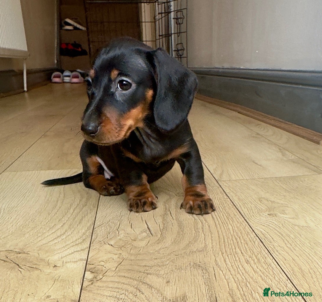 Miniature Dachshund dogs Miniature Dachshunds  - Advert 9