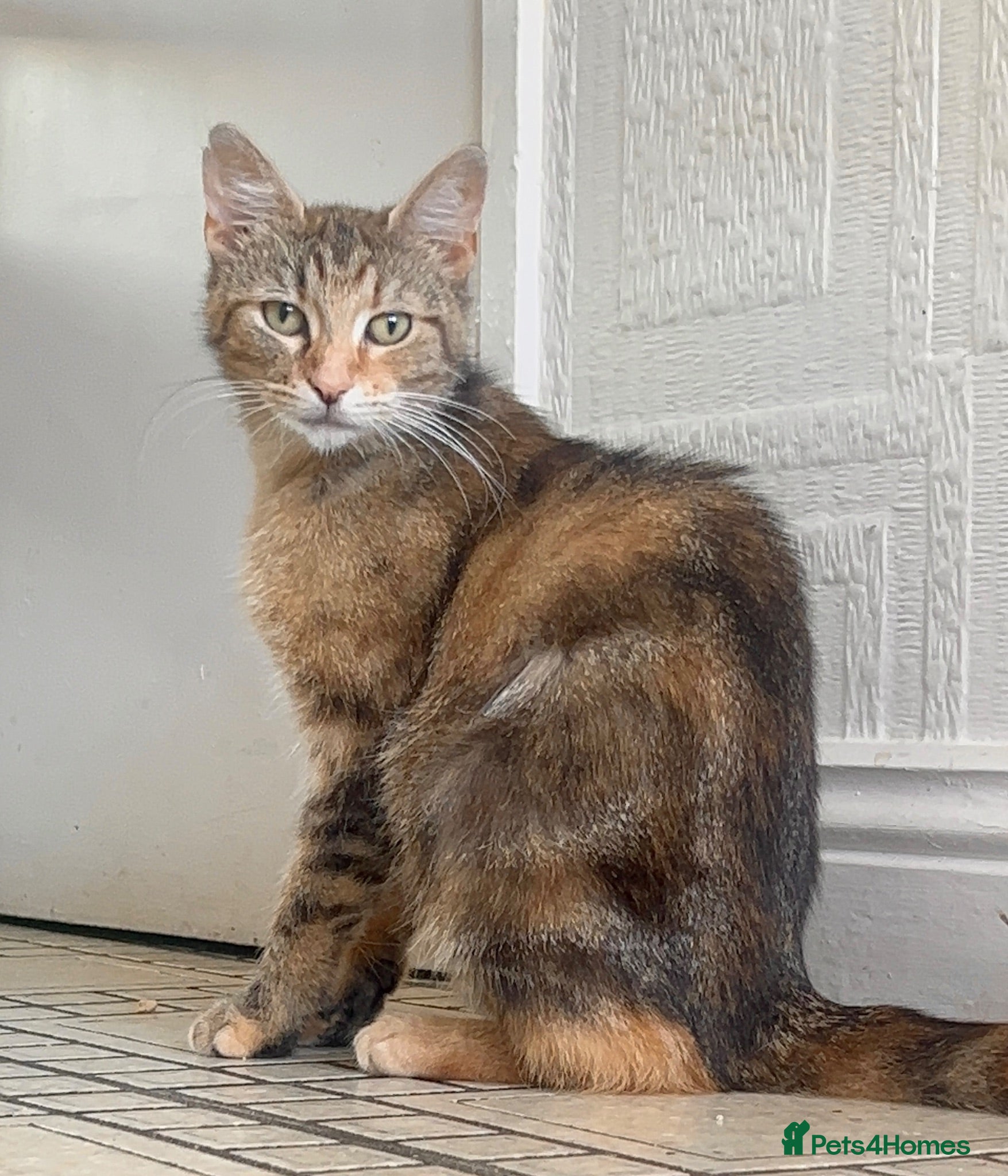 Mixed Breed cats Healthy loving female young cat - Advert 8