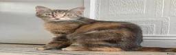 Mixed Breed cats for sale: Healthy loving female young cat - Advert 1