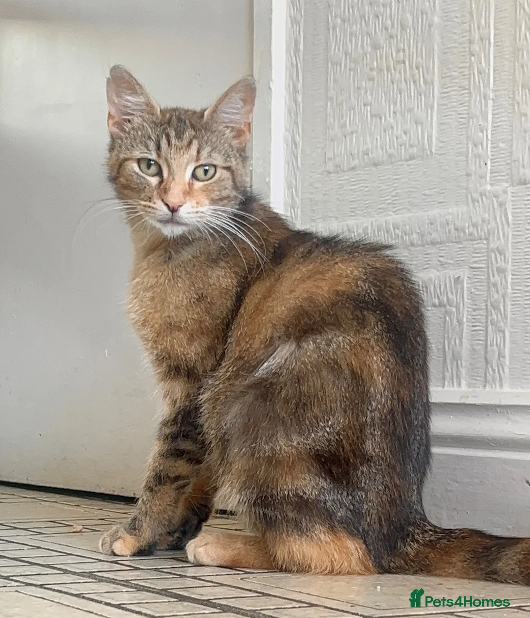 Mixed Breed cats for sale: Healthy loving female young cat - Advert 1
